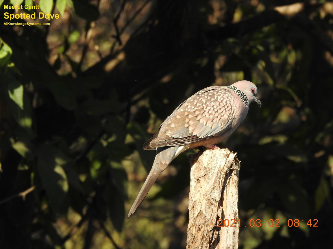 Dove Spotted (135) Coming Soon